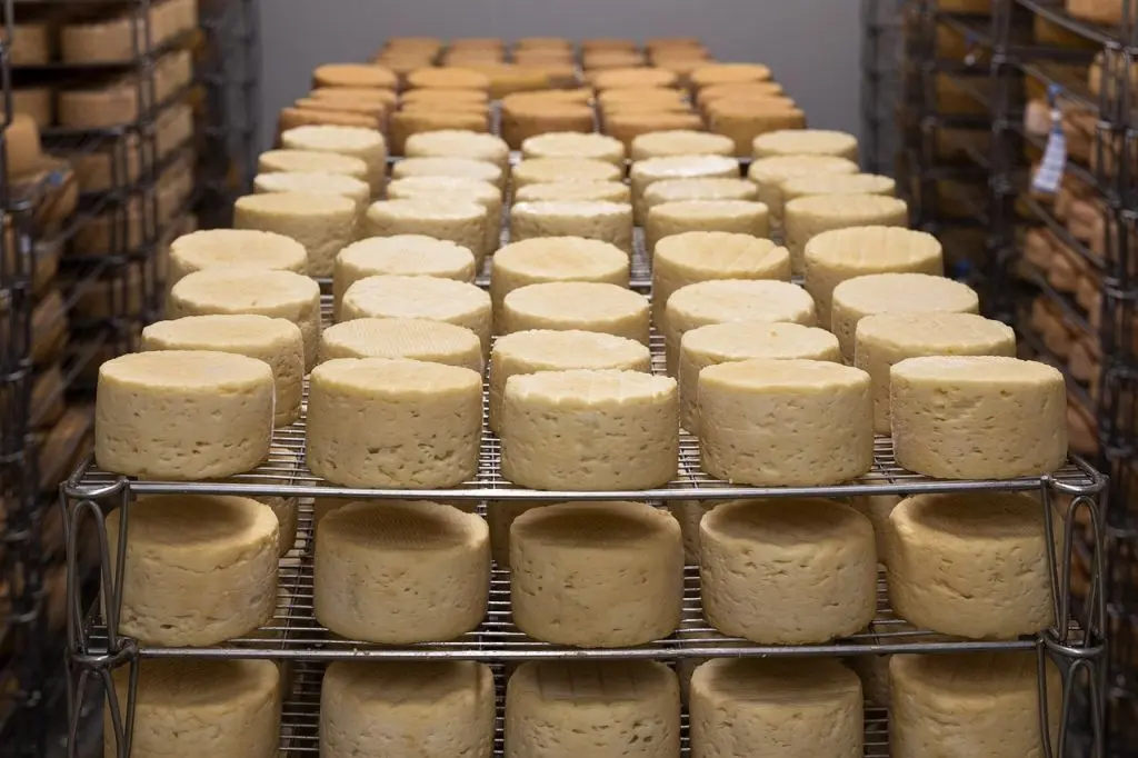 Contaminación en el almacenamiento de los quesos: cómo prevenirla - Cómo evitar la contaminacion del queso contaminacion en el almacenamiento en los quesos - Cómo evitar la contaminacion del queso