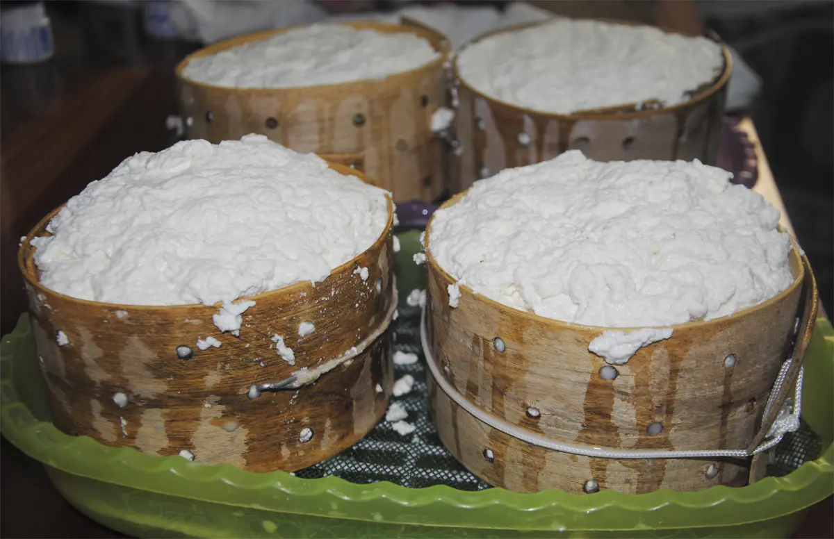 Cómo hacer queso de cabra con leche pasteurizada - Cómo se pasteuriza el queso como hacer queso de cabra con leche pasteurizada - Cómo se pasteuriza el queso