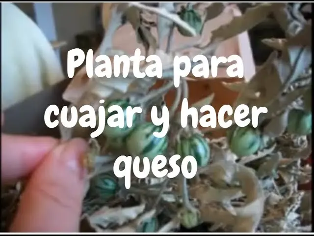 Planta Trompillo para cuajar y hacer queso: beneficios y usos - Qué beneficios tiene el Trompillo planta trompillo para cuajar y hacer queso - Qué beneficios tiene el Trompillo