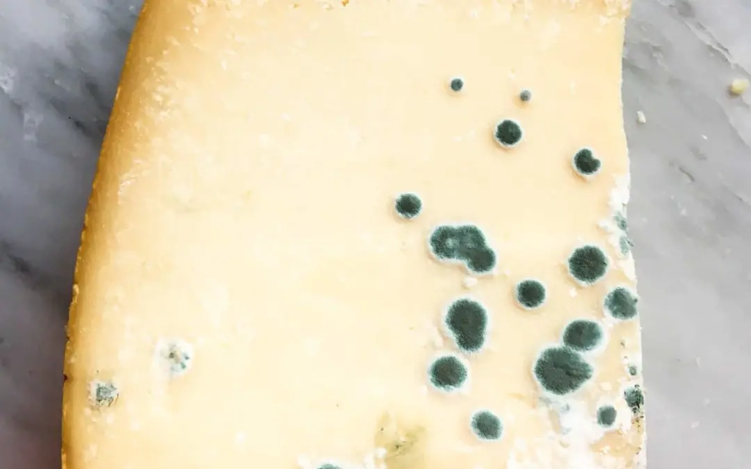 ¿Cuáles son los mohos que se añaden a los quesos? - Qué moho se emplea en el queso camembert cuales son los mohos que se añaden a los quesos - Qué moho se emplea en el queso camembert