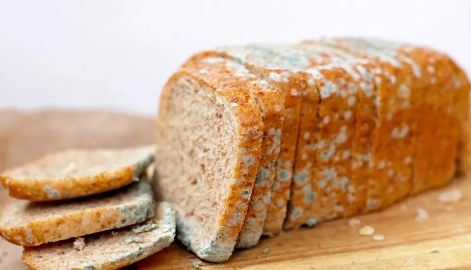 Comer queso con moho: ¿es seguro para la salud? - Qué pasa si como algo con un poco de moho comer queso con moho - Qué pasa si como algo con un poco de moho