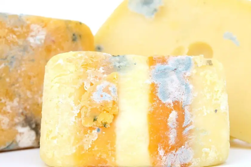 El queso con hongo: ¿qué debemos saber? - Qué pasa si le sale moho al queso curado queso hongo - Qué pasa si le sale moho al queso curado