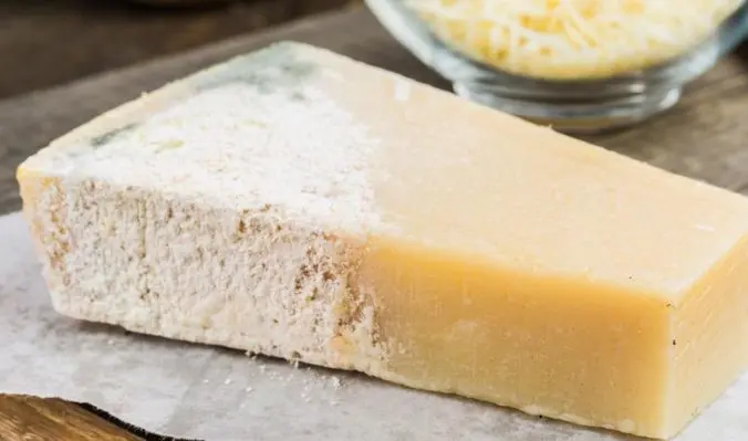 Tipos de moho en el queso - Qué tipo de moho crece en el queso tipos de moho en el queso - Qué tipo de moho crece en el queso
