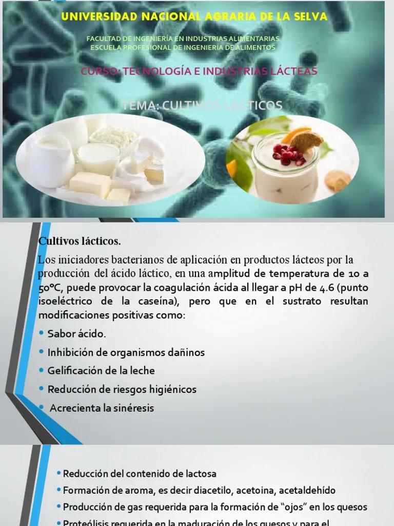 Bacterias lácticas utilizadas como cultivos iniciadores en quesos - Qué tipos de bacterias podría encontrar en el producto lácteo bacterias lacticas utilizadas como cultivos iniciadores en quesos - Qué tipos de bacterias podría encontrar en el producto lácteo